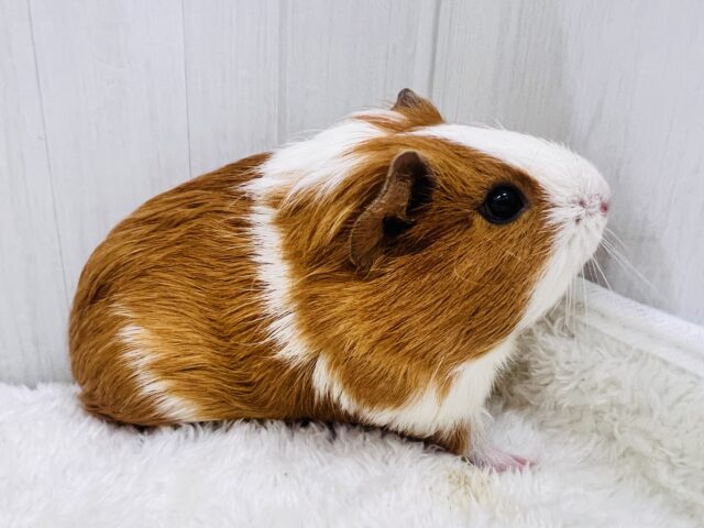 イングリッシュモルモット