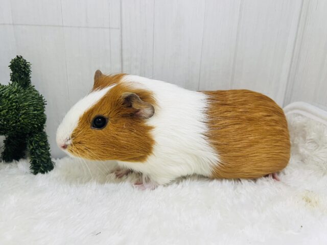 イングリッシュモルモット