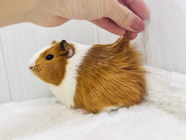 イングリッシュモルモット