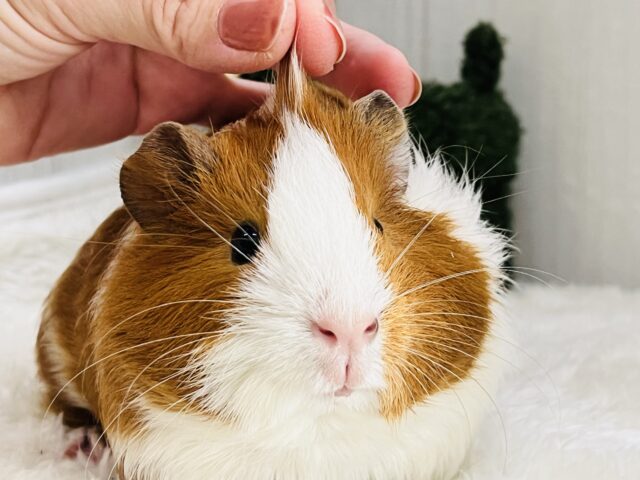 イングリッシュモルモット