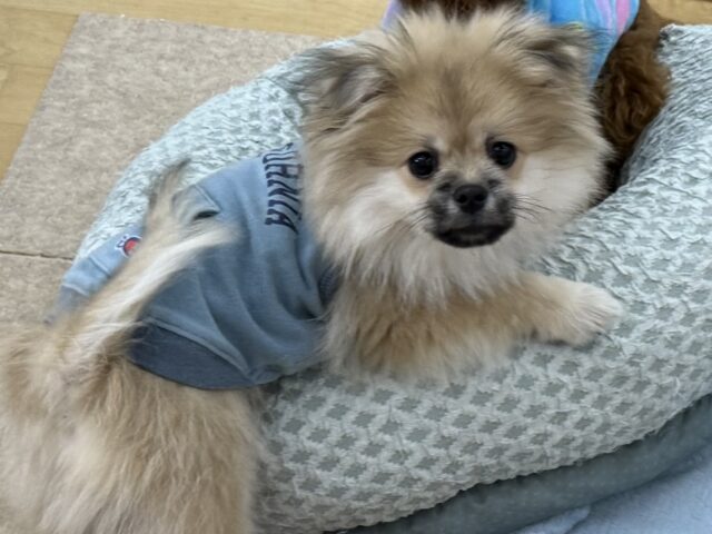 ポメペキ（ペキポメ）