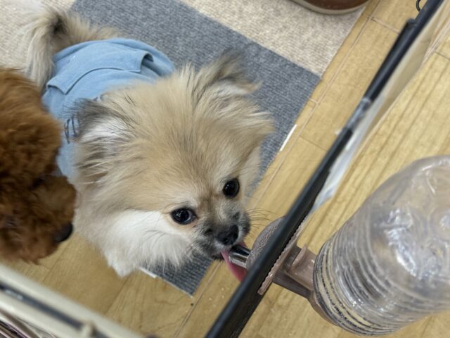 ポメペキ（ペキポメ）