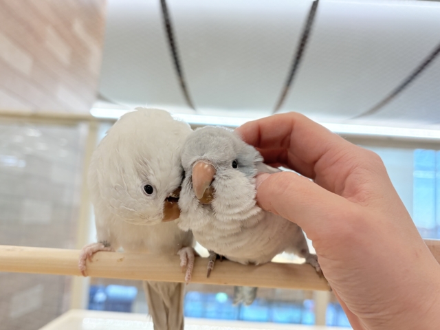 オキナインコ