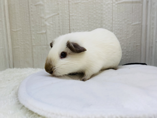 ロシアンモルモット