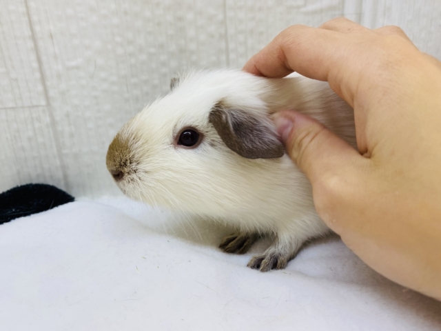 ロシアンモルモット