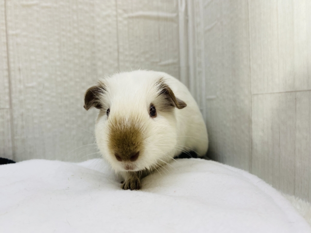 ロシアンモルモット