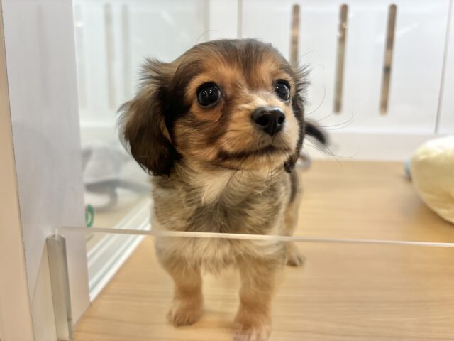 好きが止まらな〜〜い♥ダップーチーくん! ダップーチー