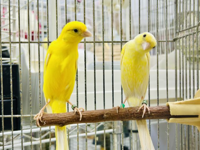 細カナリア（ホソカナリア）