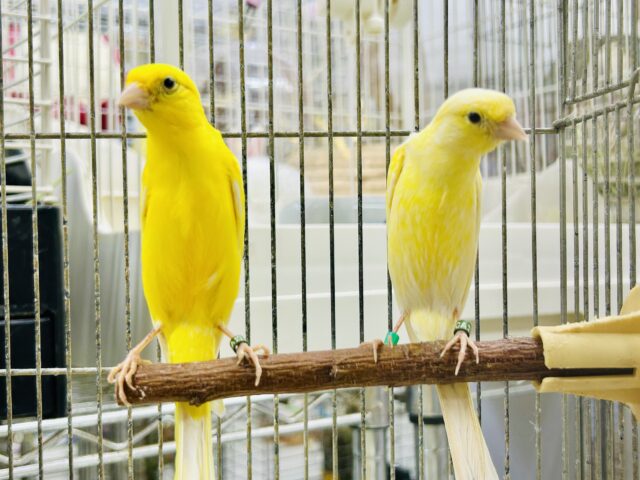 細カナリア（ホソカナリア）