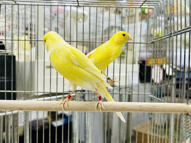 レモンカナリア