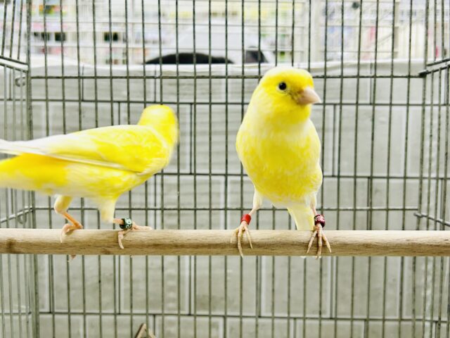 レモンカナリア