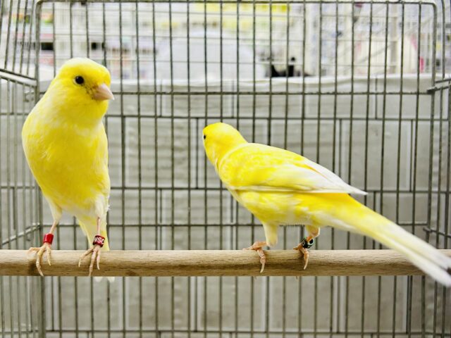 レモンカナリア