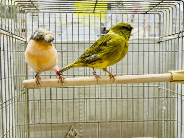 かーぱっぱカナリアちゃん♪♪ グロスターカナリア グロスターカナリア