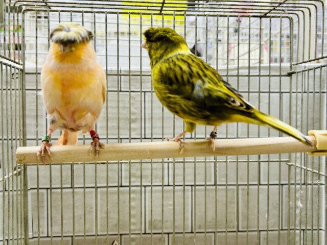 かーぱっぱカナリアちゃん♪♪ グロスターカナリア グロスターカナリア