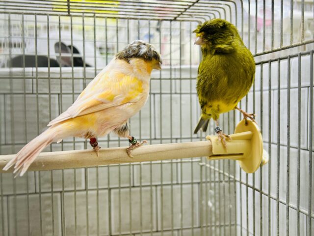 かーぱっぱカナリアちゃん♪♪ グロスターカナリア グロスターカナリア