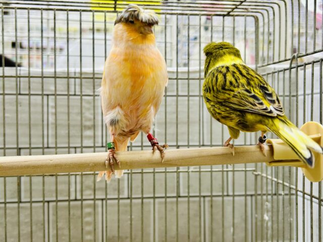 グロスターカナリア