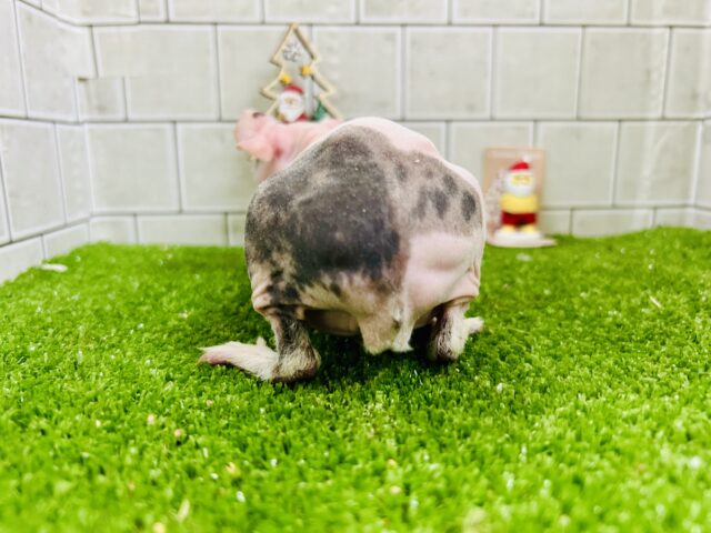 ツルスベな子ブタちゃん??? スキニーギニアピック スキニーギニアピッグ