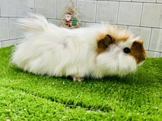 アビシニアンモルモット