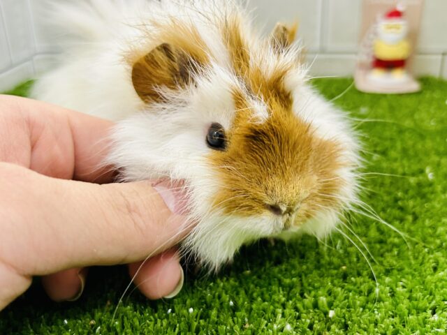 アビシニアンモルモット