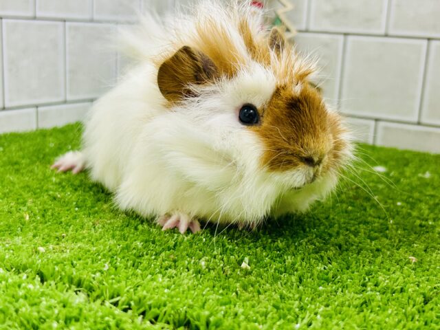 アビシニアンモルモット