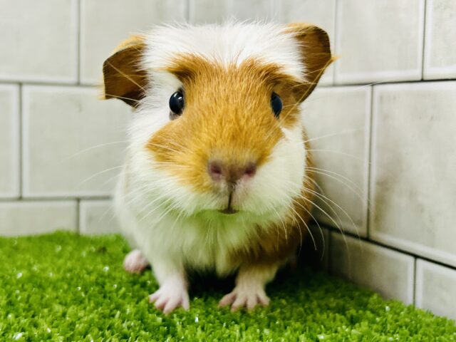 クレステッドモルモット