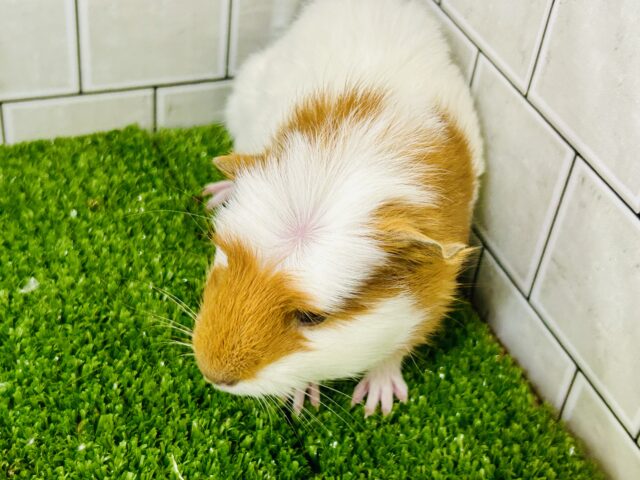 クレステッドモルモット