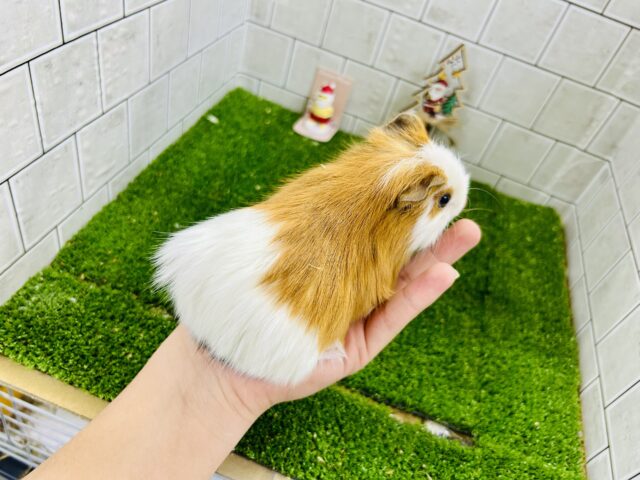 イングリッシュモルモット