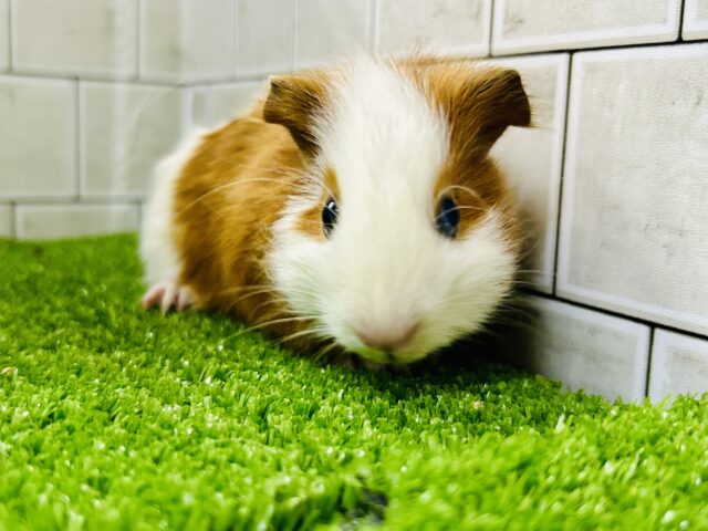 イングリッシュモルモット