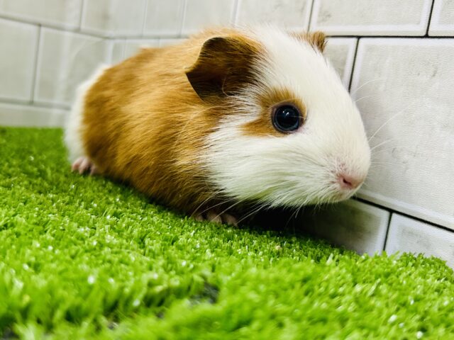 イングリッシュモルモット