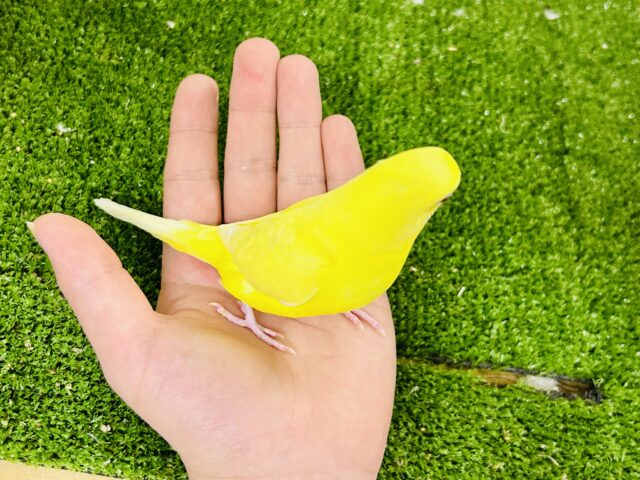 【最新画像更新⭐︎⭐︎】オムにきらり⟡.*パプリカEYES❤️🫑セキセイインコ(ルチノー/2025年11月生まれ) セキセイインコ