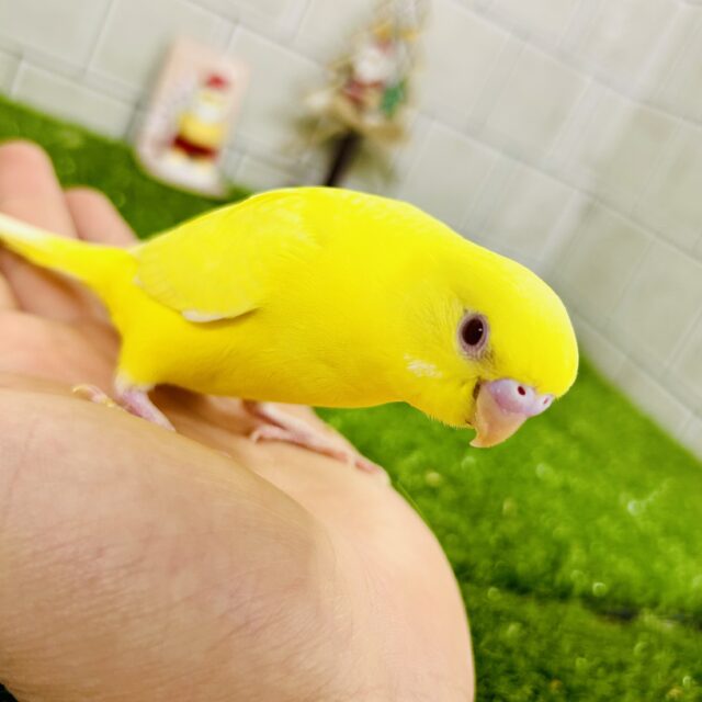 【最新画像更新⭐︎⭐︎】オムにきらり⟡.*パプリカEYES❤️🫑セキセイインコ(ルチノー/2025年11月生まれ) セキセイインコ