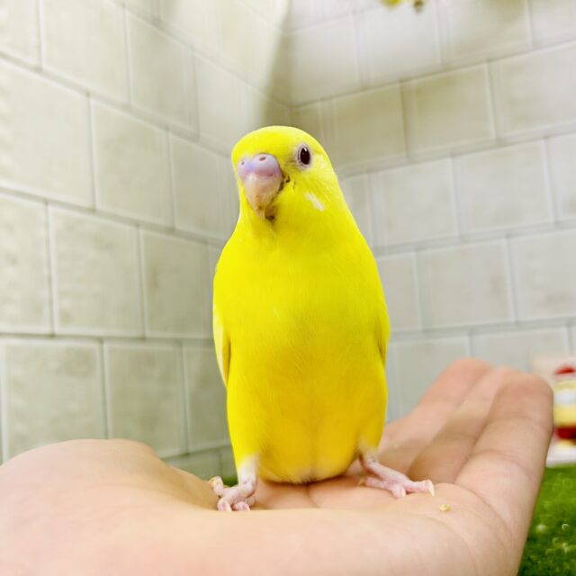 セキセイインコ