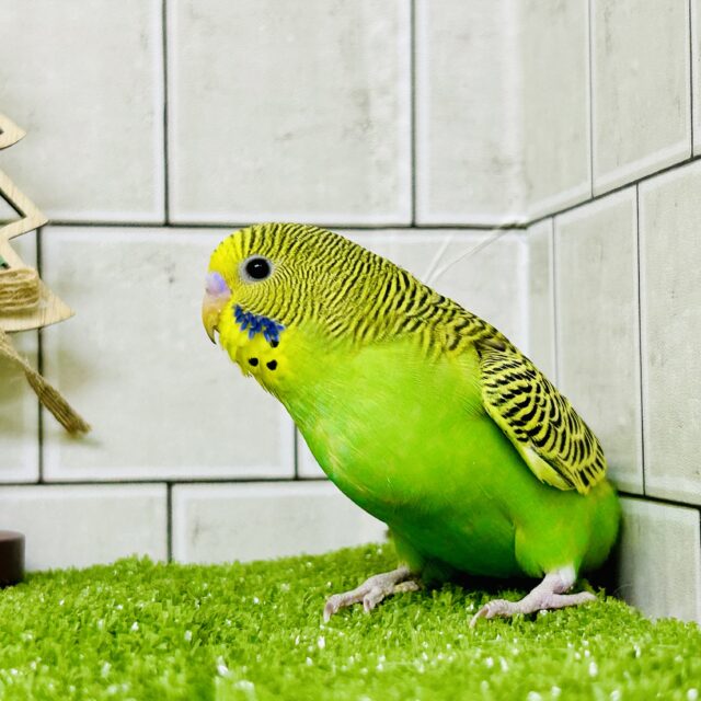 セキセイインコ