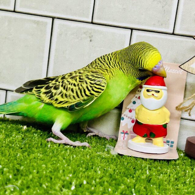 セキセイインコ