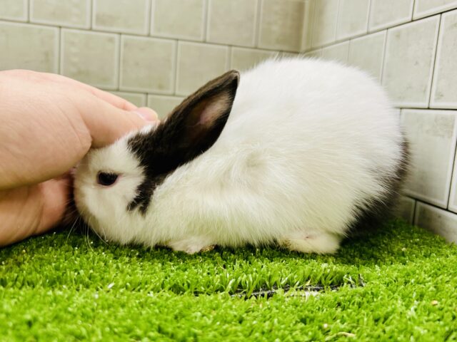 ミニウサギ