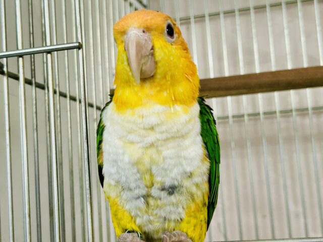 シロハラインコ