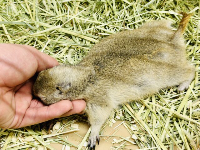 リチャードソンジリス