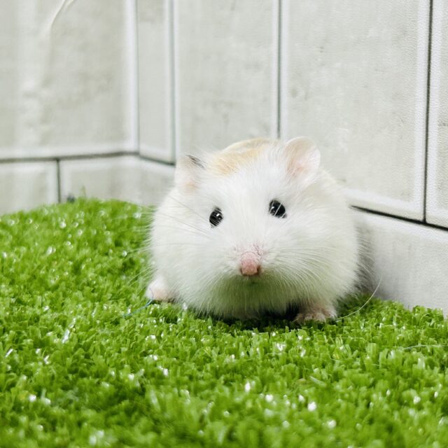 ロボロフスキーハムスター