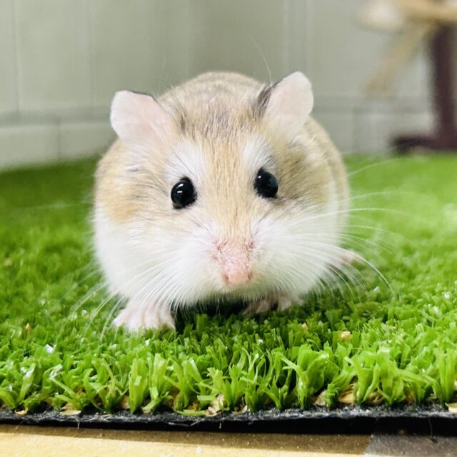 ロボロフスキーハムスター