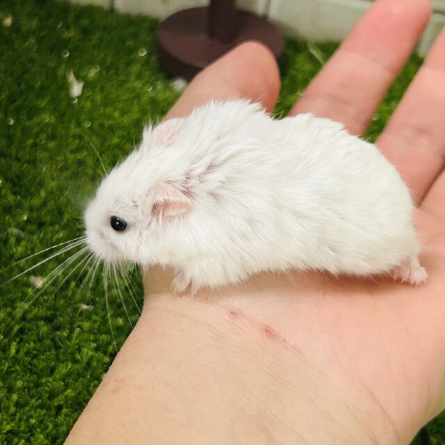 ロボロフスキーハムスター