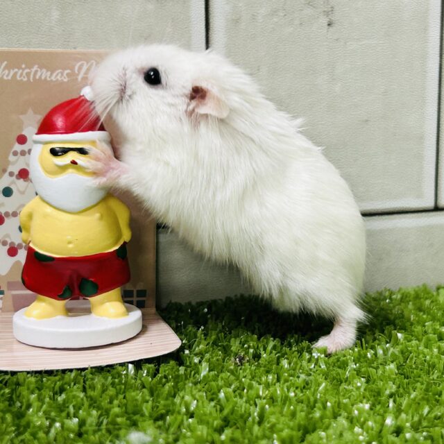 ロボロフスキーハムスター