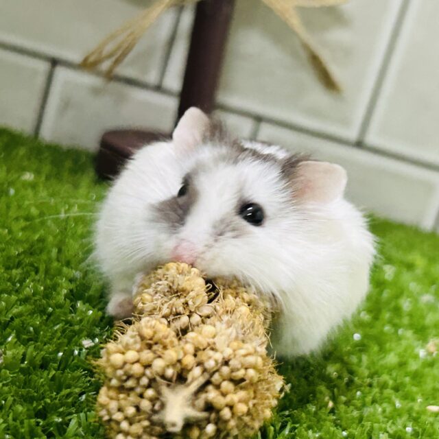 ロボロフスキーハムスター