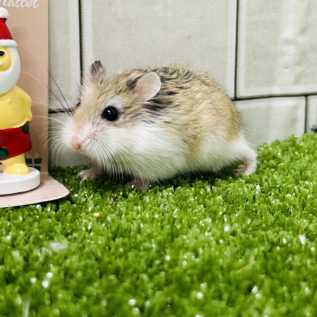 ロボロフスキーハムスター