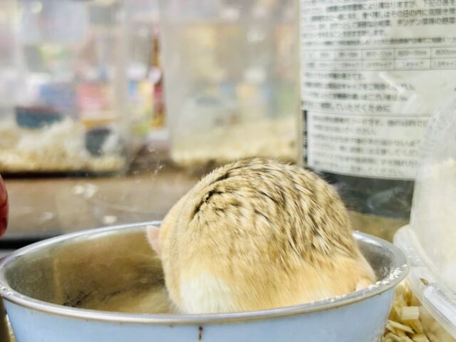 マカロニマウス（ファットテールジャービル、オブトアレチネズミ）