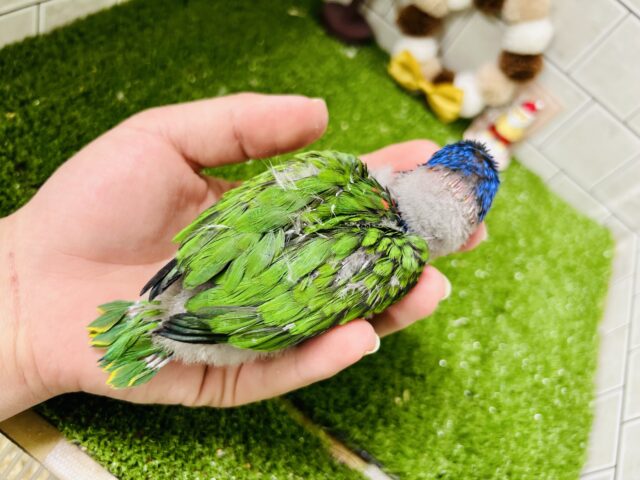 ゴシキセイガイインコ