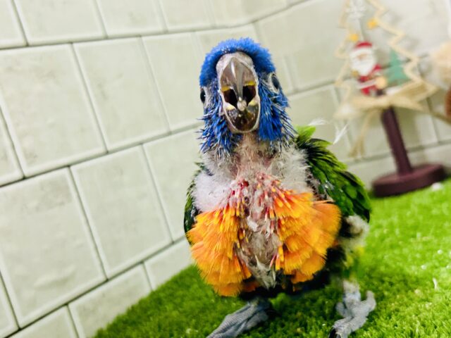 ゴシキセイガイインコ