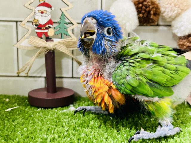 ゴシキセイガイインコ