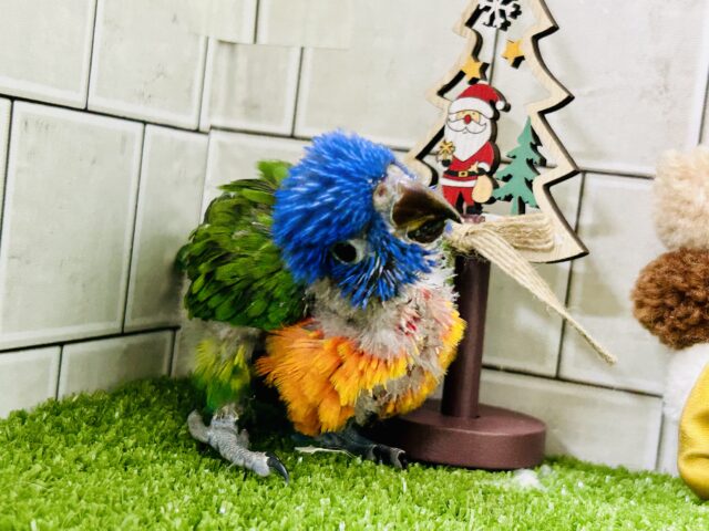 ゴシキセイガイインコ
