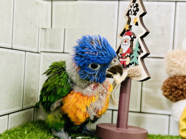 ゴシキセイガイインコ