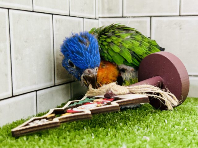 ゴシキセイガイインコ